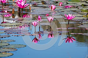 Water lilies on a pond