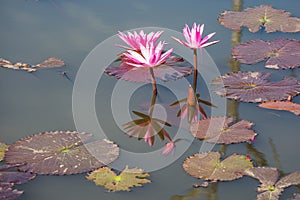 Water lilies on a pond