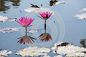 Water lilies on a pond