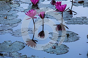 Water lilies on a pond