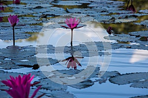 Water lilies on a pond