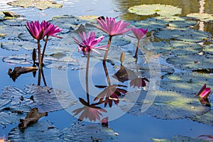 Water lilies on a pond