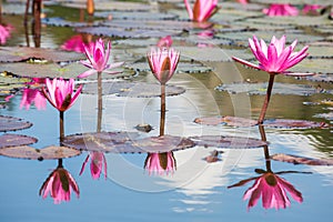 Water lilies on a pond