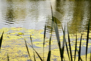 Water lilies in a pond