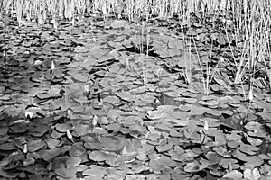 Water Lilies in a Pond 2