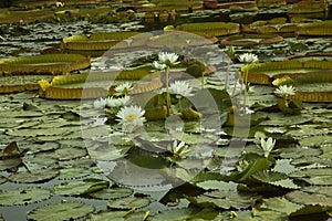 Water lilies in the pond.