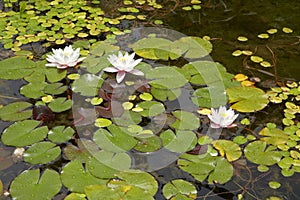 Water Lilies in a pond