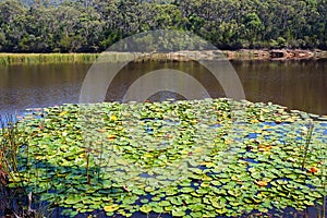 Water Lilies in Pond