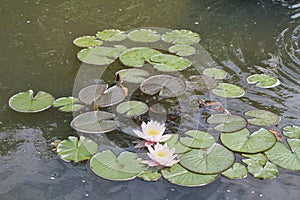 Water lilies on a pond