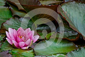 Water lilies in pond