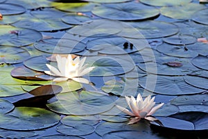 Water lilies pond as a background