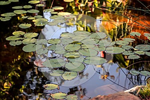Water lilies in the pond photo