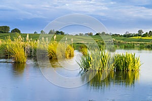 Water lilies in the pond of the field