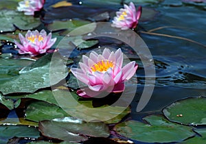 Water lilies