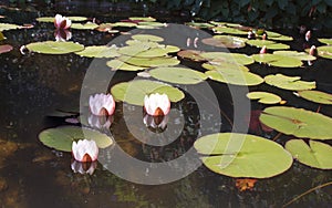 Water lilies. The pond in the Park of Pena.