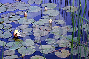 Water lilies in pond with reflection of blue sky