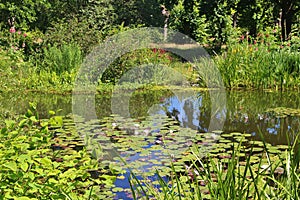 Water lilies in a pond and rich vegetation around. Hanover, Germany.