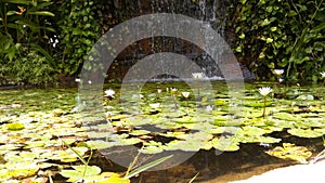 Water lilies pond