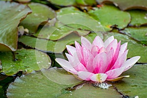 Water lilies in pond