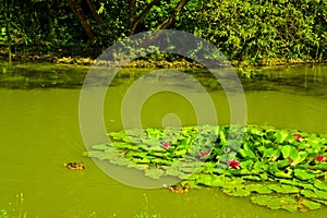 Water lilies on the pond and wild ducks.