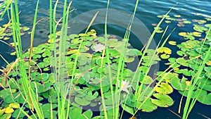 Water lilies and reeds growing in a pond