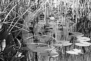 Water Lilies and Reeds in a Pond