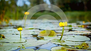 Water lilies on a river