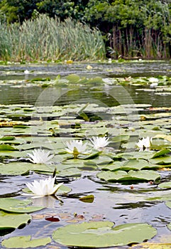Water lilies in the river.
