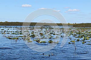 Water lilies in the river, the National Park Everglades landscape, Miami, Florida, USA