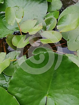 Water lilies rose photo background spatterdock