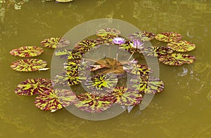 Water Lilies at Sarah P. Duke Gardens in Durham, North Carolina