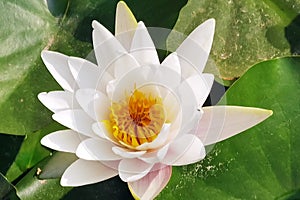 White water lilies are blooming in May photo