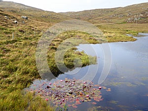 Water lilies in Scottish loch photo