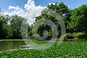 Water Lilies and the Shoreline of the Humboldt Park Lagoon in Chicago