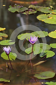 Water lilies in Siem Reap