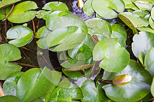 Water Lilies sitting in a pond, Suzhou garden, China.