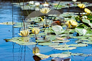 Water lilies on a small pond