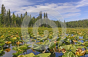 Water Lilies on a Sunny Day