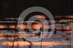 Water lilies at sunset lake