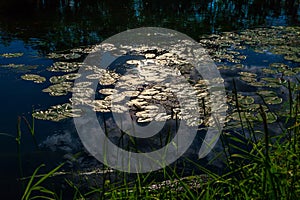 Water lilies on the surface of the water