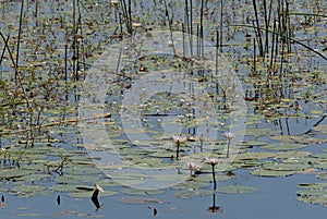 Water lilies in the Thamalakane River near Maun, Botswana