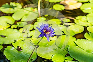 Water Lilies thrive in the hot climate of Broome Western Australia