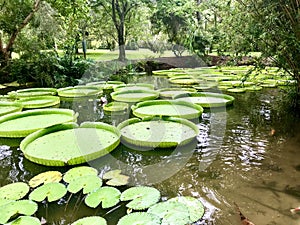 Water-lilies, very large green leaves that lie flat on the water`s surface