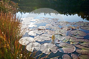 Water Lilies, wild nature panorama