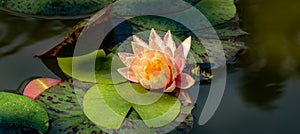 Water liliy Marliacea Rosea with pink petals and a frog in the center of the composition. Nymphaeas in a pond