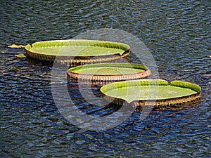 Water lillies