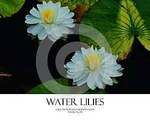 Water Lillies