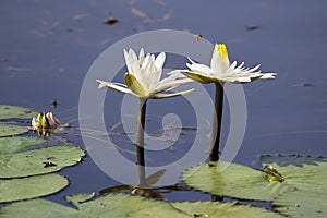 Water Lillies with Bee