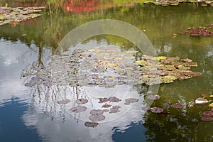 Water lillies, clouds and sky reflections at Claude Monet\'s gardens