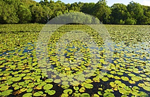 water lillies cover Keating lagoon, cooktown, queensland, australia